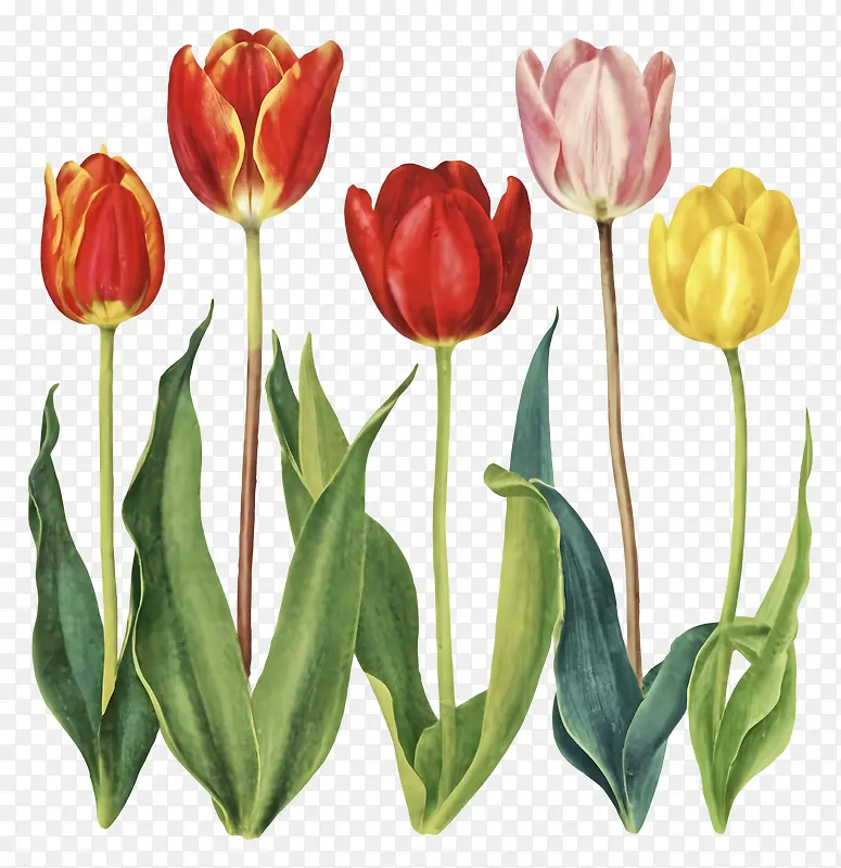 郁金香插画