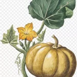 南瓜插画 免费PNG素材
