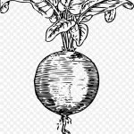 甜菜插画 高清PNG