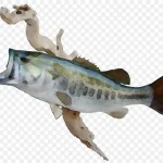 鱼类插画 高清PNG