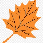 秋叶插画 高清PNG