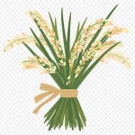 稻穗插画,丰收季插画元素 透明背景PNG