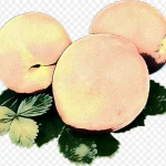 复古风格的桃子插画 高清PNG