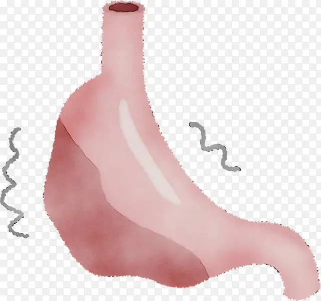 胃部插画