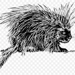 刺猬插画 透明背景PNG