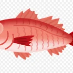 红鱼插画 高清PNG