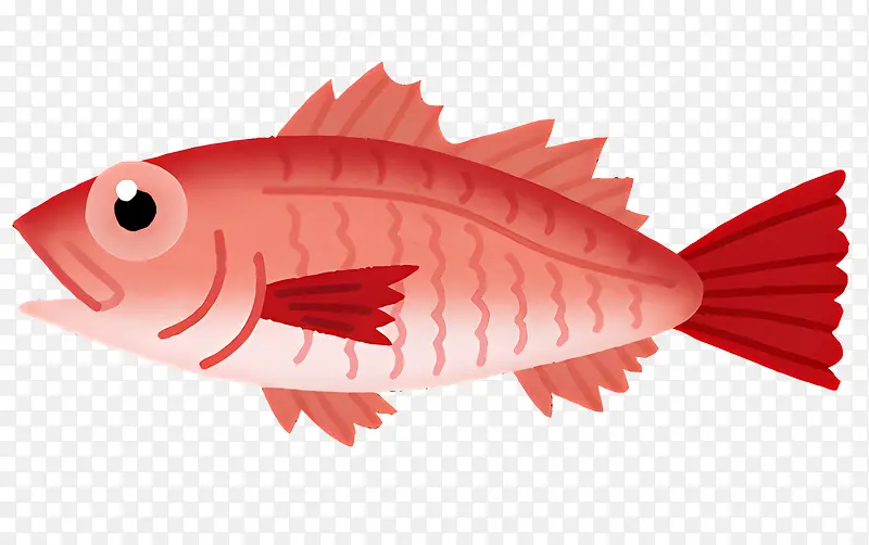 红鱼插画