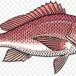 红鱼插画 高清PNG