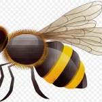 昆虫插画 透明背景PNG