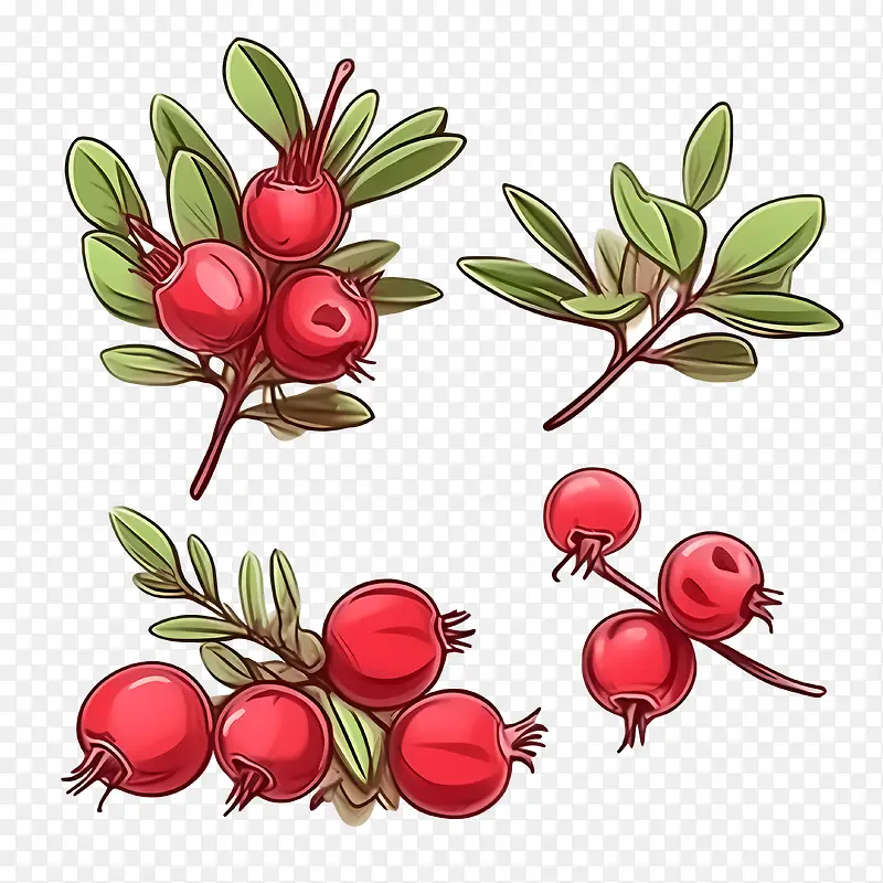 浆果插画