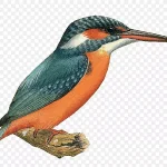 翠鸟插画 高清PNG