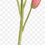 手绘花枝手绘 免费PNG素材