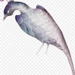 手绘孔雀免扣素材 高清PNG