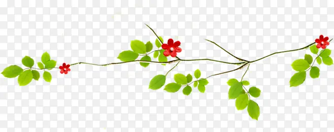 手绘花枝花朵素材