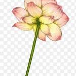 手绘荷花 免费PNG素材