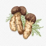 手绘蘑菇 高清PNG