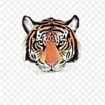 手绘老虎 透明背景PNG
