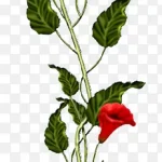 牵牛花手绘png图 免费PNG素材