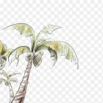 手绘椰子树 免费PNG素材