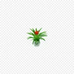 室内装饰  桌面装饰 高清PNG