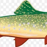 彩虹鳟鱼插画 PNG素材下载