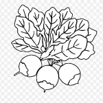 甜菜根插画 高清PNG