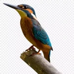 翠鸟插画 免费PNG素材