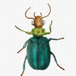 昆虫插画 透明背景PNG