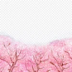 手绘樱花树免扣素材 透明背景PNG