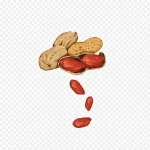 花生手绘免扣素材 高清PNG