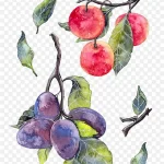 水彩手绘水果系列 PNG素材下载