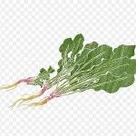 手绘水彩菠菜图片 高清PNG