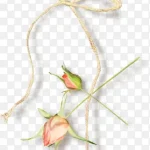 手绘装饰装饰 高清PNG