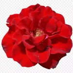 红色的花免抠素材 高清PNG