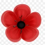 红色花朵 高清PNG