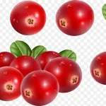 红色西红色红果 PNG素材下载