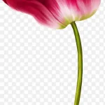 红色花朵大红色花朵 免费PNG素材