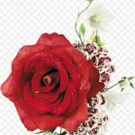 红色玫瑰花大红色玫瑰花 PNG素材下载