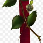 红色玫瑰和红色丝带 PNG素材下载