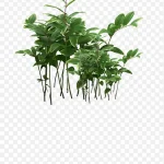 绿色树枝 高清PNG