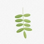 绿色卡通叶子 PNG素材下载