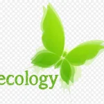 绿色蝴蝶素材 透明背景PNG