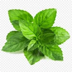 绿色花朵绿色花 PNG素材下载