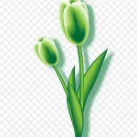 绿色 免费PNG素材