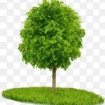 绿色卡通绿色树 高清PNG