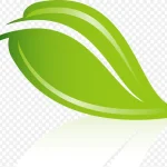 绿色叶子 透明背景PNG