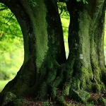 绿色大树绿色唯美 透明背景PNG