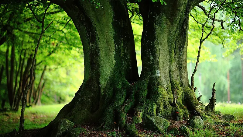 绿色大树绿色唯美