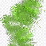 绿色棕榈叶 免费PNG素材