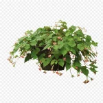 盆栽绿色叶子 PNG素材下载